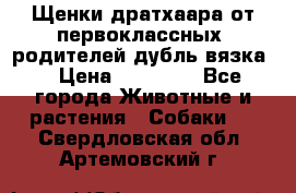 Щенки дратхаара от первоклассных  родителей(дубль вязка) › Цена ­ 22 000 - Все города Животные и растения » Собаки   . Свердловская обл.,Артемовский г.